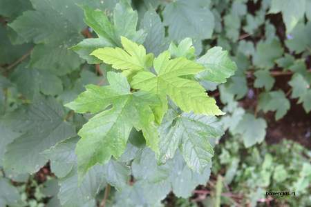  picture  Gewone_es |Fraxinus_excelsior