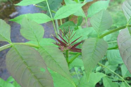  picture  Gewone_es |Fraxinus_excelsior