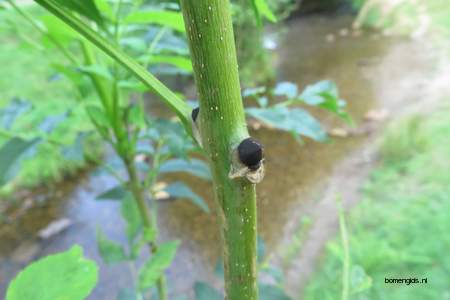  picture  Gewone_es |Fraxinus_excelsior