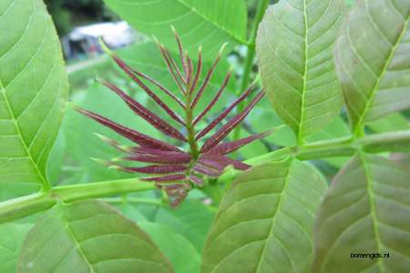  picture  Gewone_es |Fraxinus_excelsior