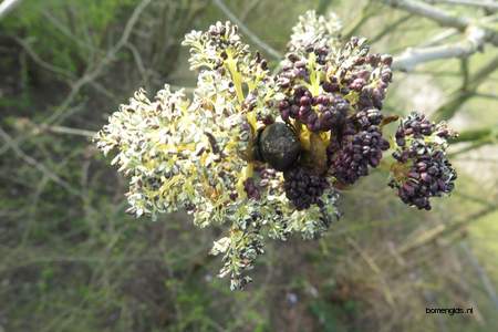  picture  Gewone_es |Fraxinus_excelsior