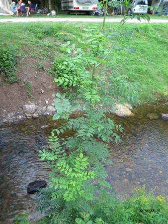  picture  Gewone_es |Fraxinus_excelsior