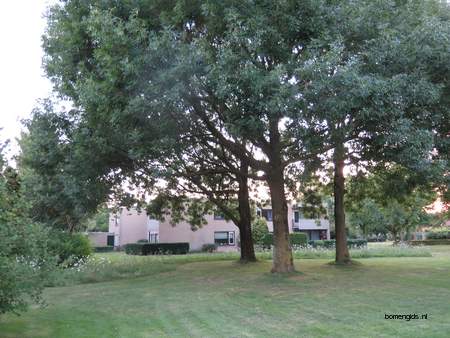  picture  Gewone_es |Fraxinus_excelsior