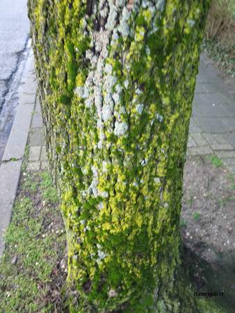  picture  Gewone_es |Fraxinus_excelsior