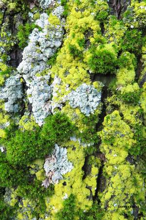  picture  Gewone_es |Fraxinus_excelsior