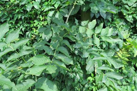  picture  Gewone_es |Fraxinus_excelsior