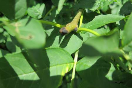  picture  Gewone_es |Fraxinus_excelsior