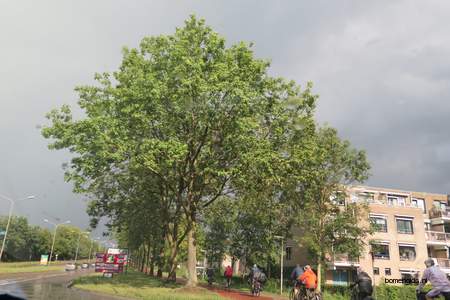  picture  Gewone_es |Fraxinus_excelsior