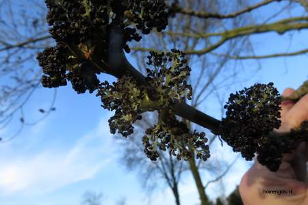  picture  Gewone_es |Fraxinus_excelsior