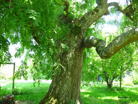  picture  Gewone_es |Fraxinus_excelsior