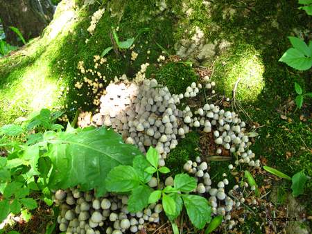  picture  Gewone_es |Fraxinus_excelsior