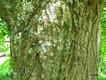  picture  Gewone_es |Fraxinus_excelsior