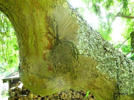  picture  Gewone_es |Fraxinus_excelsior