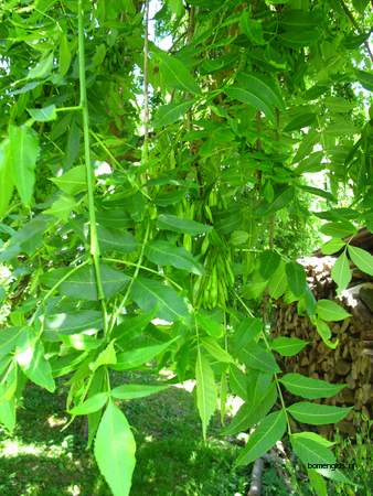  picture  Gewone_es |Fraxinus_excelsior