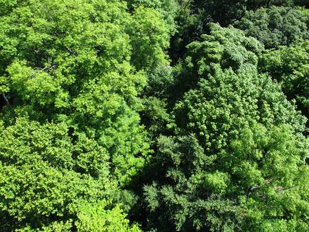  picture  Gewone_es |Fraxinus_excelsior