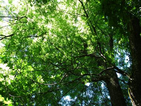  picture  Gewone_es |Fraxinus_excelsior