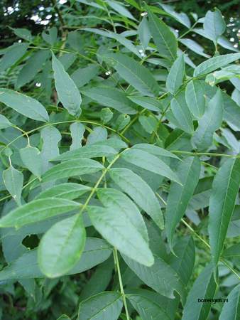  picture  Gewone_es |Fraxinus_excelsior