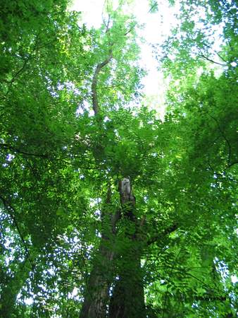  picture  Gewone_es |Fraxinus_excelsior