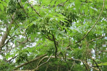  picture  Gewone_es |Fraxinus_excelsior