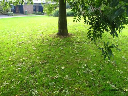  picture  Gewone_es |Fraxinus_excelsior