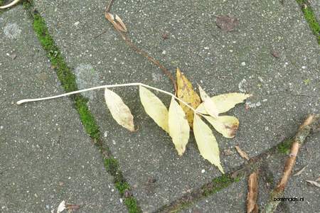  picture  Gewone_es |Fraxinus_excelsior