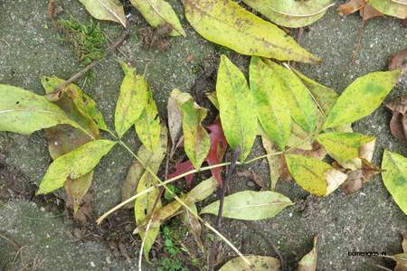  picture  Gewone_es |Fraxinus_excelsior