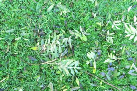  picture  Gewone_es |Fraxinus_excelsior