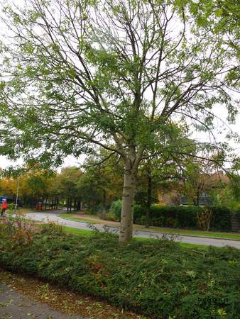  picture  Gewone_es |Fraxinus_excelsior