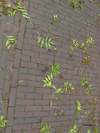  picture  Gewone_es |Fraxinus_excelsior