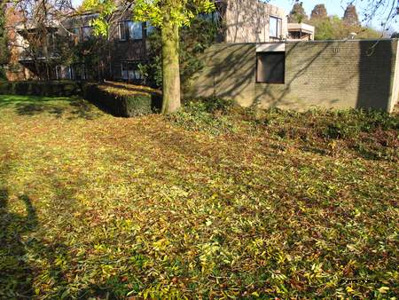  picture  Gewone_es |Fraxinus_excelsior