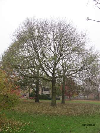  picture  Gewone_es |Fraxinus_excelsior