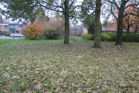  picture  Gewone_es |Fraxinus_excelsior