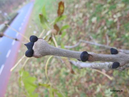  picture  Gewone_es |Fraxinus_excelsior