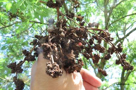  picture  Gewone_es |Fraxinus_excelsior