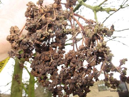  picture  Gewone_es |Fraxinus_excelsior