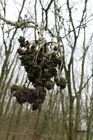  picture  Gewone_es |Fraxinus_excelsior