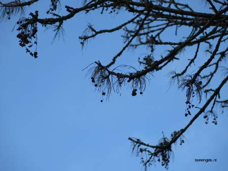  picture  Gewone_es |Fraxinus_excelsior