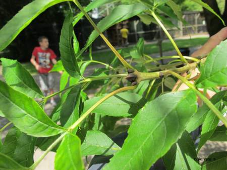  picture  Gewone_es |Fraxinus_excelsior