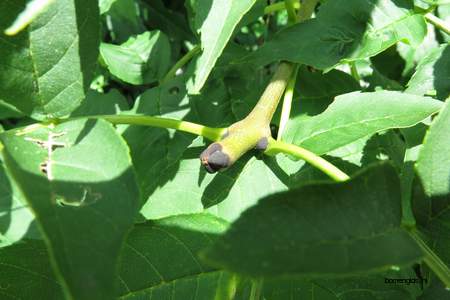  picture  Gewone_es |Fraxinus_excelsior