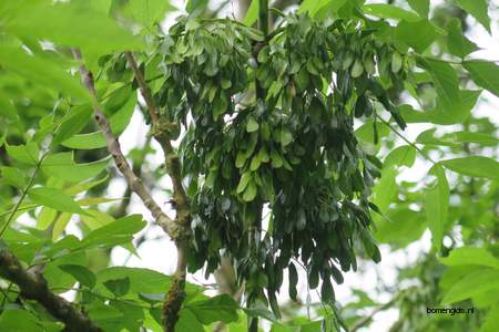 Fruit picture  Gewone es ( Fraxinus excelsior)