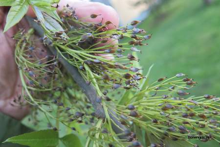  picture  Gewone_es |Fraxinus_excelsior