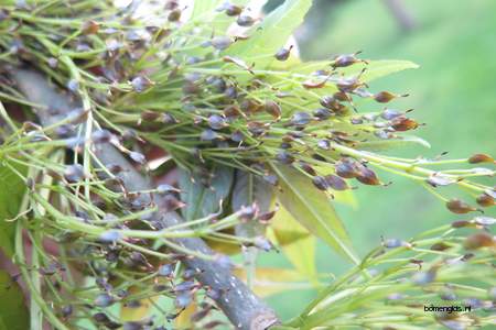  picture  Gewone_es |Fraxinus_excelsior