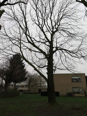  picture  Gewone_es |Fraxinus_excelsior