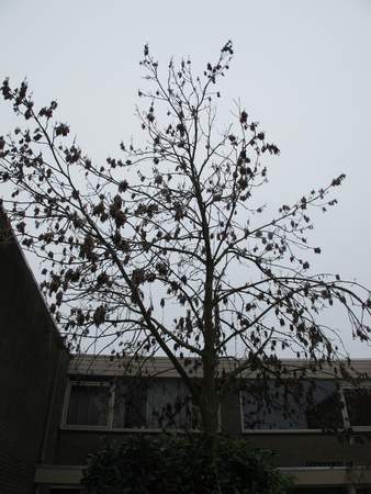  picture  Gewone_es |Fraxinus_excelsior