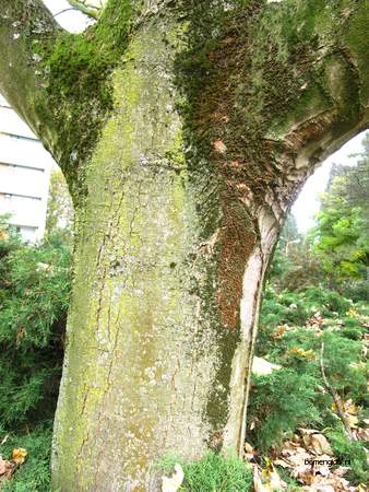 Bark picture  Gewone esdoorn ( Acer pseudoplatanus)