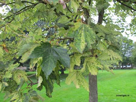  picture  Gewone_esdoorn |Acer_pseudoplatanus