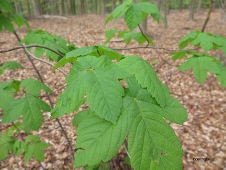  picture  Gewone_esdoorn |Acer_pseudoplatanus