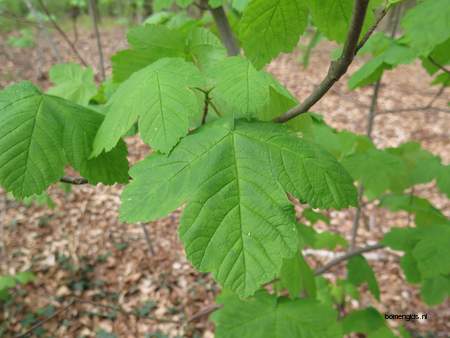  picture  Gewone_esdoorn |Acer_pseudoplatanus