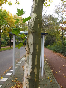 Bark picture  Gewone plataan ( Platanus hybrida)