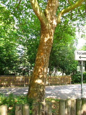  picture  Gewone_plataan |Platanus_hybrida